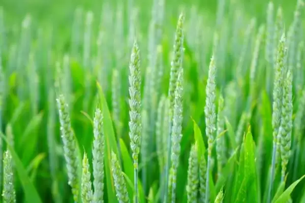 徐麦44小麦种子介绍与全生育期时长(徐麦44小麦种子介绍及生育期)?插图3 徐麦44小麦种子介绍与全生育期时长(徐麦44小麦种子介绍及生育期)?插图3