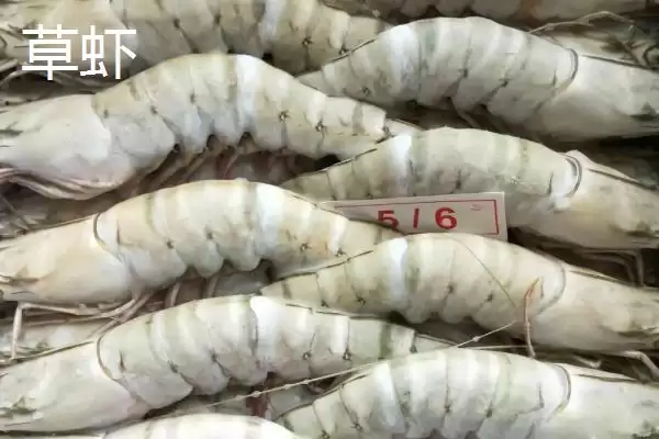 草虾产地及在我国分布广泛情况(草虾的产地在哪及在我国分布情况)？插图4