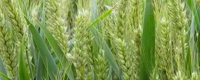 豫农804小麦种子特点与全生育期时长(豫农804小麦种子特点及全生育期)？-会东网