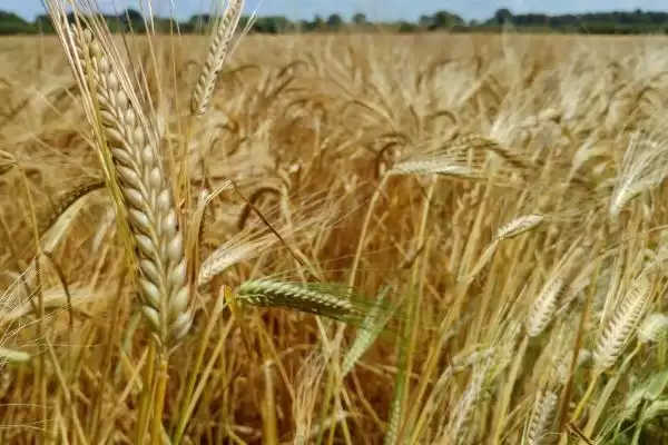 徐麦35特征特性与全生育期时长(徐麦35特征特性及生育期)？插图2