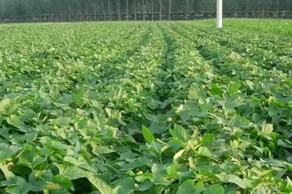 甘薯上钾肥技术相关要点(甘薯上钾肥技术,移栽前和封垄前均可施钾肥)?插图3 甘薯上钾肥技术相关要点(甘薯上钾肥技术,移栽前和封垄前均可施钾肥)?插图3