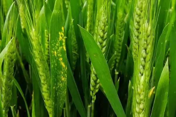 金钻九号小麦的特征特性、生育期(金钻九号小麦的特征特性，平均生育期为234天)？插图2