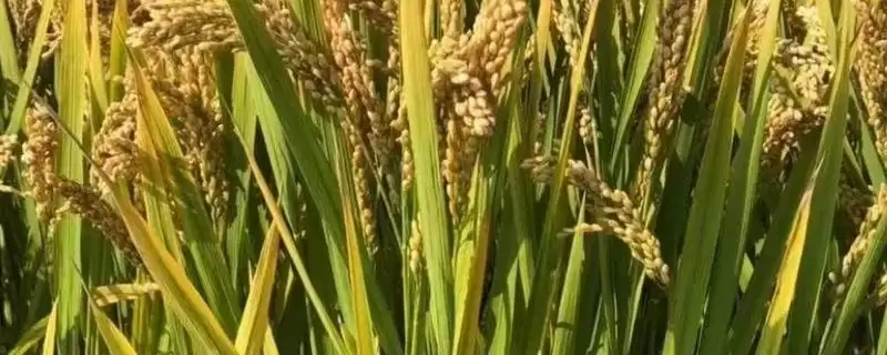 嘉优中科1号水稻品种直播稻6月上旬播种要点(嘉优中科1号水稻品种直播稻播种要点)？-会东网