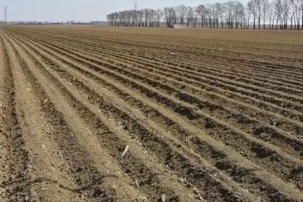 瞿麦种子选种方法介绍(瞿麦选生长健壮、无病虫害单株选种)?插图2 瞿麦种子选种方法介绍(瞿麦选生长健壮、无病虫害单株选种)?插图2