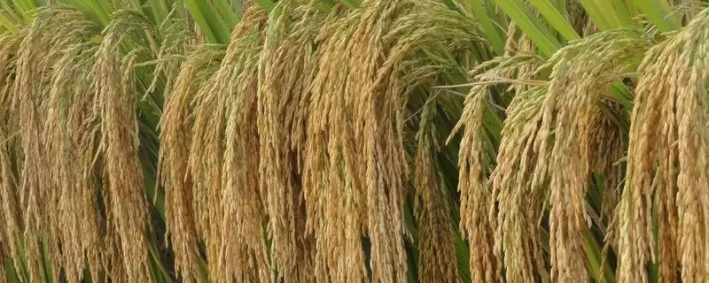 川谷优918水稻种子需综合防治病虫害(川谷优918水稻种子综合防治病虫害有哪些要点)？-会东网