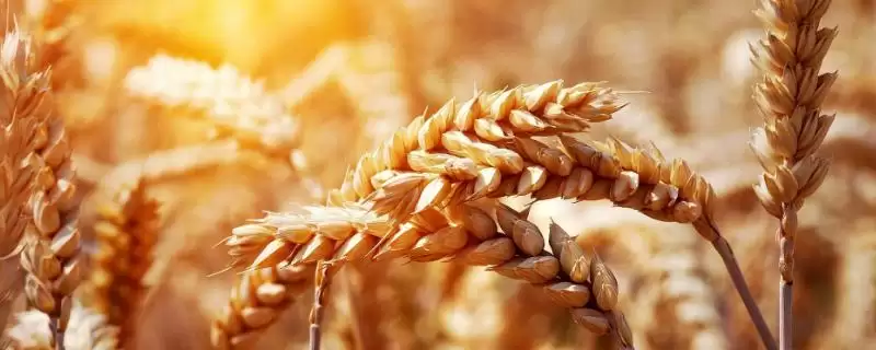 中麦175小麦品种简介与冬性品种特性(中麦175小麦品种简介及冬性品种特性)？-会东网