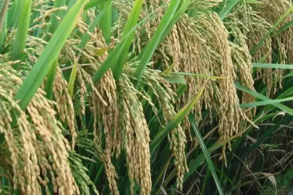 惠泽玉丝水稻种子作为感温籼型品种详情(惠泽玉丝水稻种子感温籼型品种详情)?插图3 惠泽玉丝水稻种子作为感温籼型品种详情(惠泽玉丝水稻种子感温籼型品种详情)?插图3