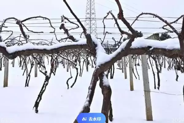 软枣猕猴桃北方过冬方法(软枣猕猴桃北方入冬前需修剪、施肥)?插图4 软枣猕猴桃北方过冬方法(软枣猕猴桃北方入冬前需修剪、施肥)?插图4