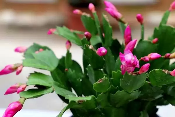 蟹爪兰介绍及仙人掌科肉质植物特性(蟹爪兰啥情况及仙人掌科特性)?插图4 蟹爪兰介绍及仙人掌科肉质植物特性(蟹爪兰啥情况及仙人掌科特性)?插图4