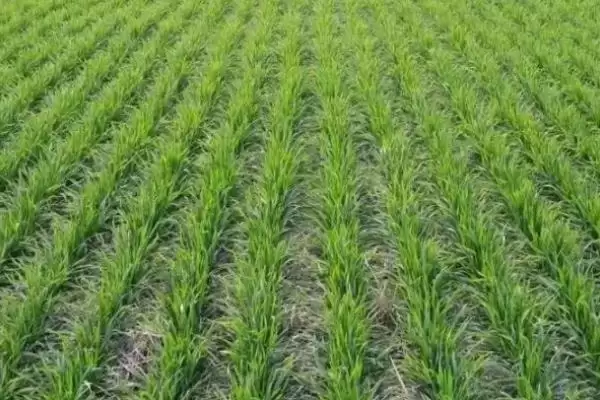 浩麦一号小麦品种特性、抗病能力(浩麦一号小麦品种的特性，中抗纹枯病)？插图2