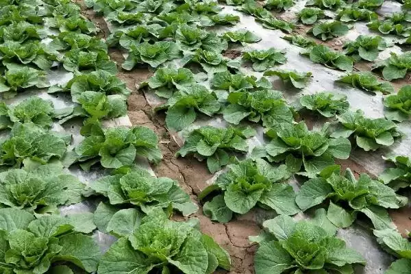 大白菜根腐病的防治用药(大白菜根腐病用什么药剂,可使用多菌灵、恶霉灵、咯菌腈等)?插图4 大白菜根腐病的防治用药(大白菜根腐病用什么药剂,可使用多菌灵、恶霉灵、咯菌腈等)?插图4