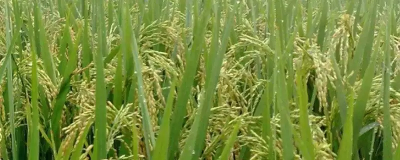 永乐908水稻种简介与秧田播种量(永乐908水稻种简介及秧田播种量)？-会东网