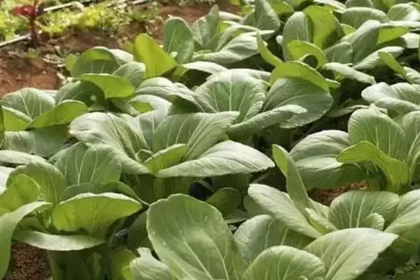 油菜苗期病虫草害防治方法及措施(油菜苗期病虫草害咋防治及措施)?插图4 油菜苗期病虫草害防治方法及措施(油菜苗期病虫草害咋防治及措施)?插图4