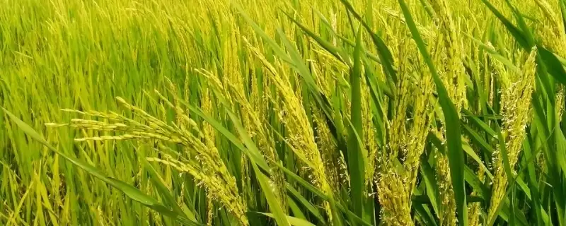 旱优78水稻种每亩有效穗数15.2万详情(旱优78水稻种每亩有效穗数15.2万详情)？-会东网