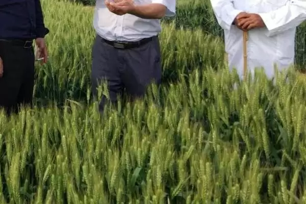 盐麦1902小麦品种特性与每亩有效穗(盐麦1902小麦品种特性及有效穗)？插图3