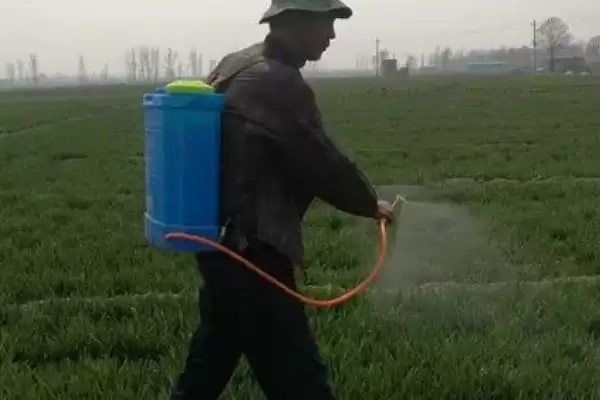 小麦田杂草防治方法及农业化学措施(小麦田杂草咋防治及防治措施)？插图2