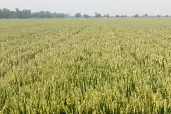 武春7号小麦种子生育期情况(武春7号生育期99-101天)?插图1 武春7号小麦种子生育期情况(武春7号生育期99-101天)?插图1