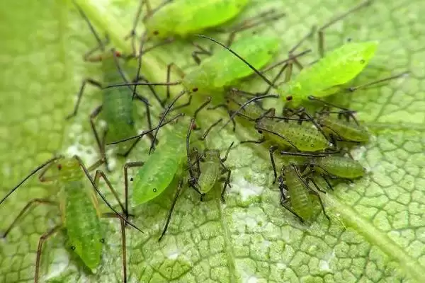 除蚜虫环保方法及大蒜烟叶等应用(除蚜虫的环保方法有哪些及材料应用)？插图3