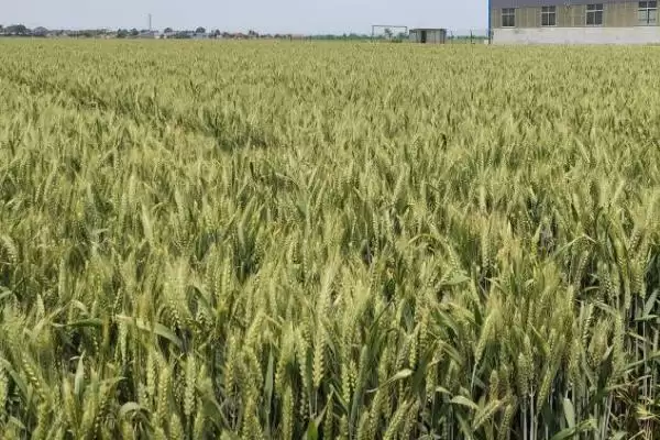 徐麦35特征特性与全生育期时长(徐麦35特征特性及生育期)？插图6