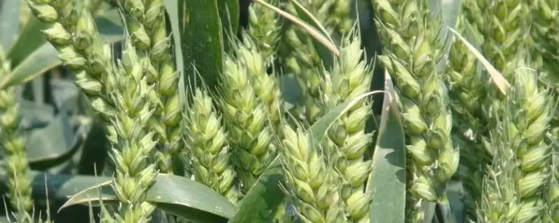 宁紫麦1号小麦品种基本苗情况(宁紫麦1号适期播种每亩基本苗15万左右)?-会东网