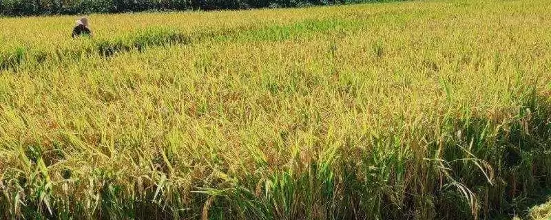 昌两优香丝水稻种子全生育期126.0天(昌两优香丝水稻种子全生育期126.0天有何特性)？-会东网