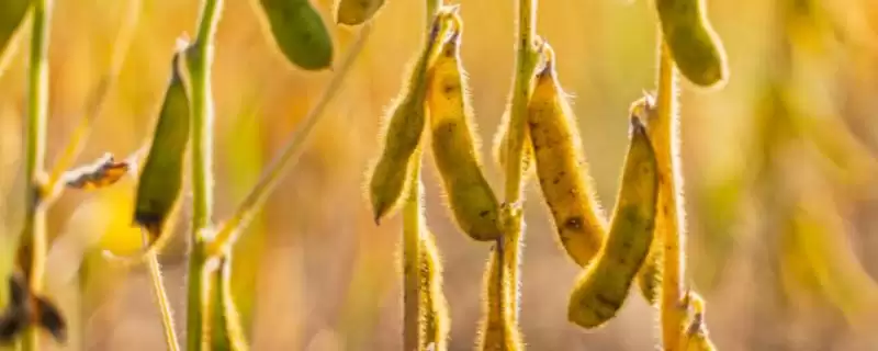 大豆收获时间的影响因素(大豆几月份收获,种植时间不同收获的时间也不同)?-会东网