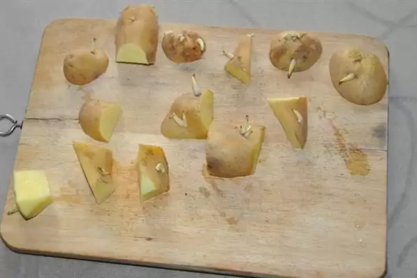 土豆种植方法介绍(土豆种植要确保水分等充足)？插图2