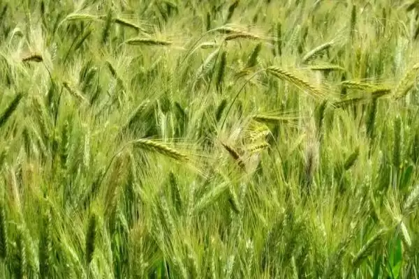 农麦1号小麦种子特征介绍(农麦1号每亩有效穗44.3万)?插图1 农麦1号小麦种子特征介绍(农麦1号每亩有效穗44.3万)?插图1