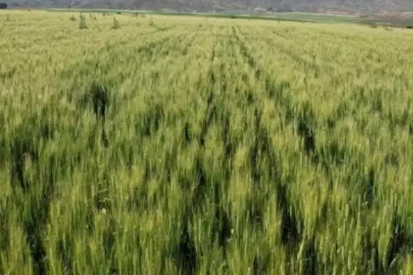 小麦出苗太稀处理方法及移密补稀要点(小麦出苗太稀咋处理及要点)？插图1