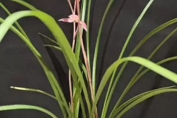 最贵兔耳兰品种及宽叶兰小兰草等介绍(最贵的兔耳兰品种有哪些及介绍)?插图4 最贵兔耳兰品种及宽叶兰小兰草等介绍(最贵的兔耳兰品种有哪些及介绍)?插图4