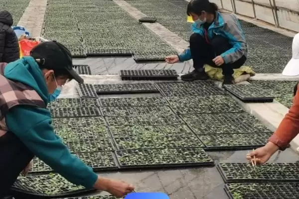 槟榔一般采用种子育苗移裁(槟榔种植育苗移栽有何要点)？插图2
