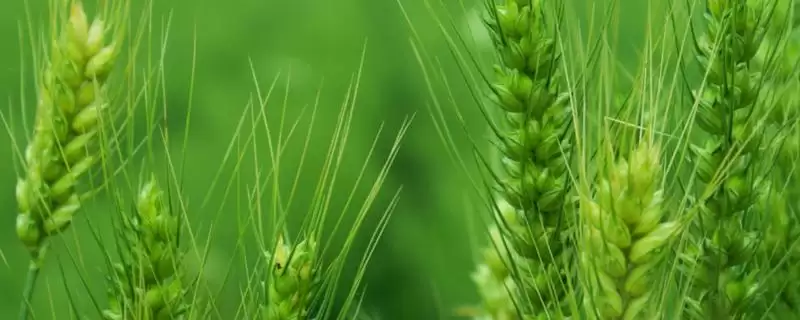 烟农836小麦种子特点与对照品种对比(烟农836小麦种子特点及与对照对比)？-会东网