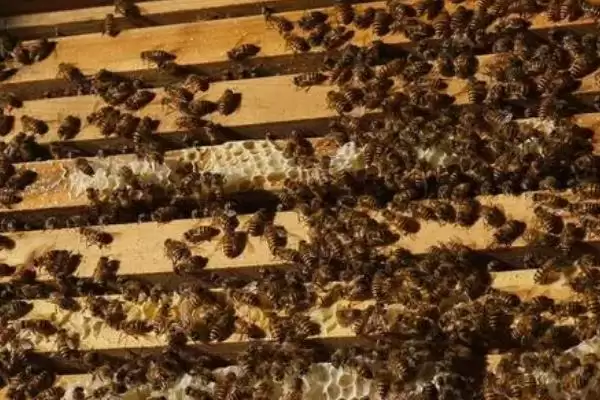 中蜂巢虫病防治方法及淘汰旧脾要点(怎么防治中蜂巢虫病及淘汰旧脾要点)？插图1