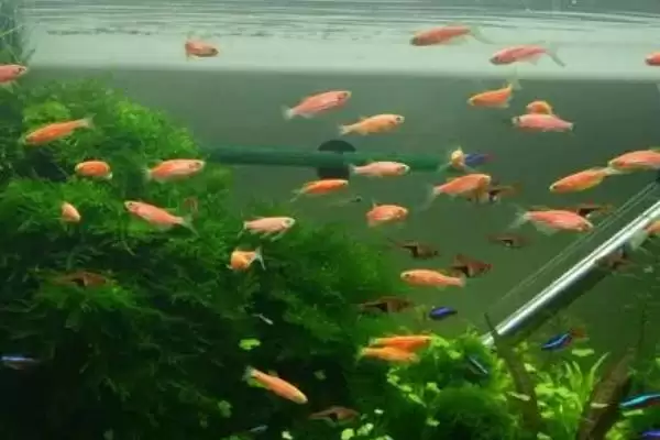 神仙鱼混养鱼类推荐(神仙鱼可与7种鱼混养)?插图3 神仙鱼混养鱼类推荐(神仙鱼可与7种鱼混养)?插图3