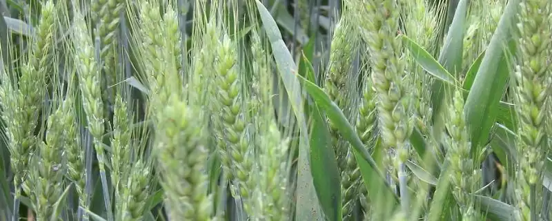中植4号小麦种子介绍与平均生育期时长(中植4号小麦种子介绍及平均生育期)?插图 中植4号小麦种子介绍与平均生育期时长(中植4号小麦种子介绍及平均生育期)?插图