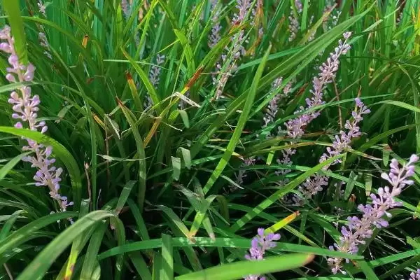 麦冬炭疽病症状及防治方法(麦冬炭疽病叶片现黄褐色小圆点及防治)？插图3