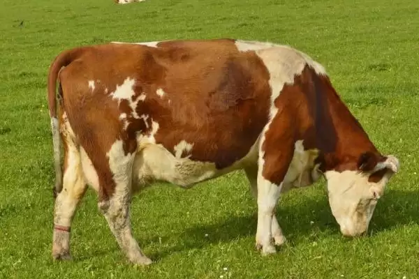 牛吃土治疗方法及饲养管理要点(怎么治疗牛吃土及饲养管理要点)？插图3