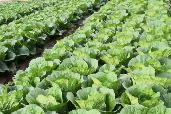 大白菜根腐病的防治用药(大白菜根腐病用什么药剂,可使用多菌灵、恶霉灵、咯菌腈等)?插图5 大白菜根腐病的防治用药(大白菜根腐病用什么药剂,可使用多菌灵、恶霉灵、咯菌腈等)?插图5