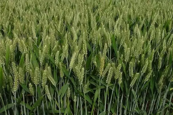 圣麦127小麦种子播期介绍(圣麦127适宜播种期10月5日-10日)？插图1