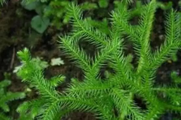 最贵兔耳兰品种及宽叶兰小兰草等介绍(最贵的兔耳兰品种有哪些及介绍)?插图5 最贵兔耳兰品种及宽叶兰小兰草等介绍(最贵的兔耳兰品种有哪些及介绍)?插图5