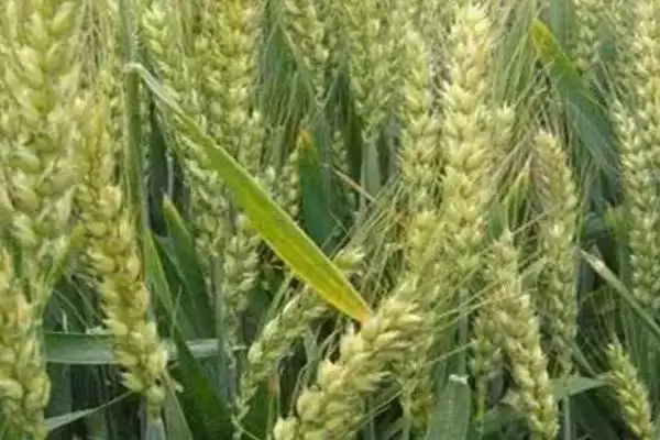 镇麦15品种简介与春性中熟品种特性(镇麦15品种简介及春性中熟品种特性)？插图6