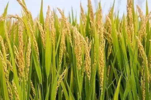 五谷介绍(五谷指稻、黍、稷、麦和菽)?插图1 五谷介绍(五谷指稻、黍、稷、麦和菽)?插图1