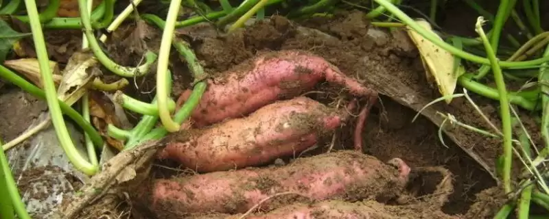 地瓜高产方法相关要点(地瓜高产方法,膨大期要追施复合肥、喷施叶面肥)?-会东网