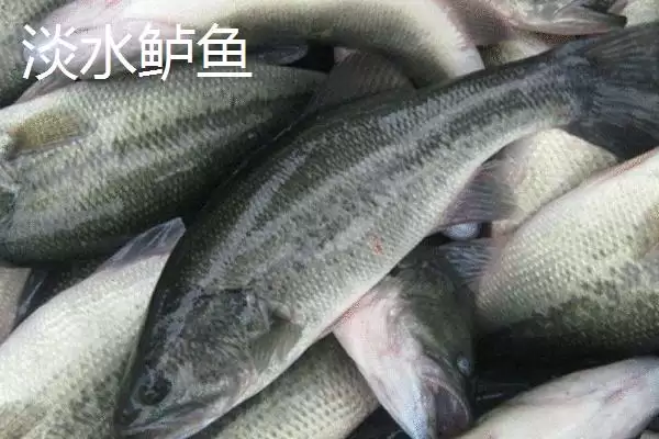 淡水鲈鱼的养殖具体方法(淡水鲈鱼如何养殖,需根据水色和透明度及时加注新水)?插图5 淡水鲈鱼的养殖具体方法(淡水鲈鱼如何养殖,需根据水色和透明度及时加注新水)?插图5