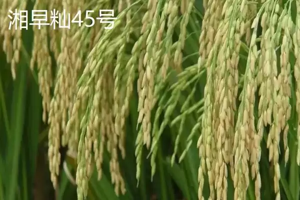 杂交水稻和普通水稻区别及分析(杂交水稻和普通水稻有啥区别及分析)？插图10