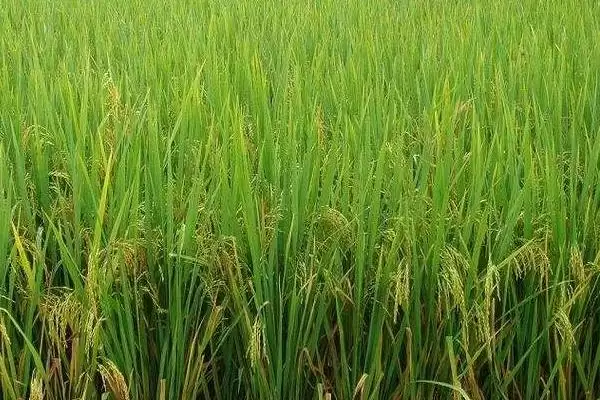 旱优796水稻种3月下旬至4月初播种要点(旱优796水稻种3月下旬至4月初播种要点)？插图1