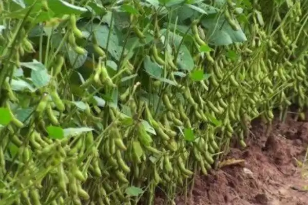 大豆的生长过程具体阶段(大豆的生长过程介绍，分为萌发出苗期、幼苗期、花芽分化期、开花结荚期)？插图1