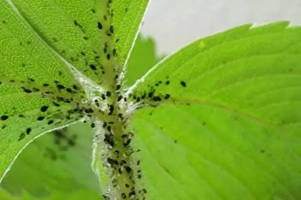 棚室内降低湿度方式介绍(棚室内降低湿度可选用无滴膜等)?插图5 棚室内降低湿度方式介绍(棚室内降低湿度可选用无滴膜等)?插图5