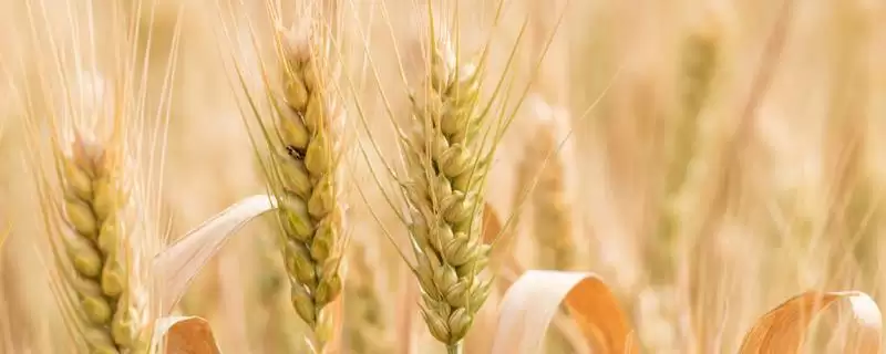 京麦7号小麦品种情况、种植地块(京麦7号(区试代号：京麦607)小麦品种简介，适宜中等肥力地块节水种植)？-会东网