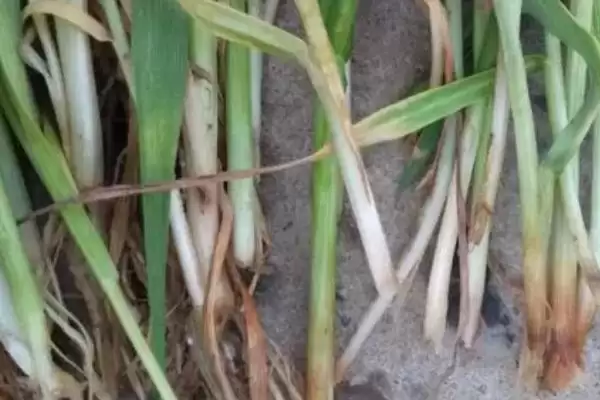 小麦赤霉病症状及病部粉红色霉层表现(小麦赤霉病症状及霉层表现)?插图3 小麦赤霉病症状及病部粉红色霉层表现(小麦赤霉病症状及霉层表现)?插图3